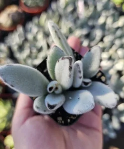 Kalanchoe Tomentosa Panda Plant | Kalanchoe Panda Plant | Rare Succulent | 2in pot | 4in pot