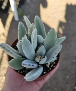 Kalanchoe Tomentosa Panda Plant | Kalanchoe Panda Plant | Rare Succulent | 2in pot | 4in pot