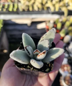 Kalanchoe Tomentosa Panda Plant | Kalanchoe Panda Plant | Rare Succulent | 2in pot | 4in pot