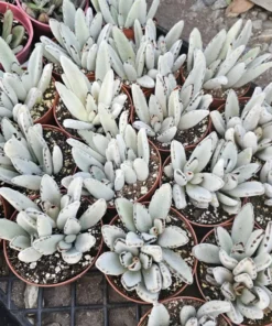 Kalanchoe Tomentosa Panda Plant | Kalanchoe Panda Plant | Rare Succulent | 2in pot | 4in pot