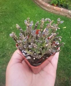 Kalanchoe tubiflora | Rare Kalanchoe | Mother of Millions | 2in pot