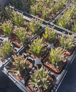 Kalanchoe tubiflora | Rare Kalanchoe | Mother of Millions | 2in pot