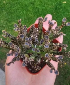 Kalanchoe tubiflora | Rare Kalanchoe | Mother of Millions | 2in pot