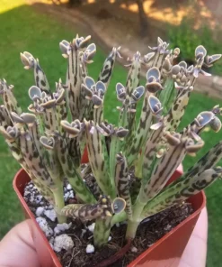 Kalanchoe tubiflora | Rare Kalanchoe | Mother of Millions | 2in pot