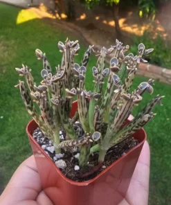 Kalanchoe tubiflora | Rare Kalanchoe | Mother of Millions | 2in pot