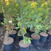 Kilo White Guava Tree 2- 3 Feet Tall in 3-Gallon Pot, Tropical Fruit
