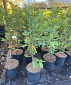 Kilo White Guava Tree 2- 3 Feet Tall in 3-Gallon Pot, Tropical Fruit