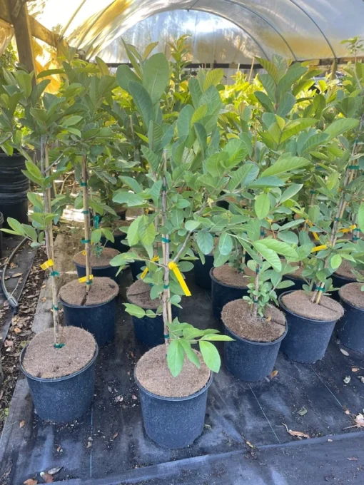 Kilo White Guava Tree 2- 3 Feet Tall in 3-Gallon Pot, Tropical Fruit