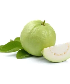 Kilo White Guava Tree 2- 3 Feet Tall in 3-Gallon Pot, Tropical Fruit