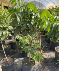 Kohala Longan Tree 2-3 Feet Tall Airlayered in 3-Gallon Pot with Free Shipping