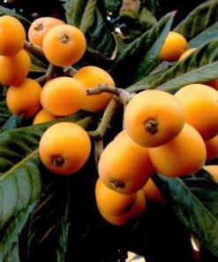 Loquat Trees Live Plant, Live Loquat Tree, Golden Loquat Plant Live, 1 to 2 Feet in Height, Loquat Tree for Planting Indoor Outdoor
– Tropical Fruit Tree