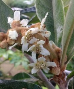 Loquat Trees Live Plant, Live Loquat Tree, Golden Loquat Plant Live, 1 to 2 Feet in Height, Loquat Tree for Planting Indoor Outdoor
– Tropical Fruit Tree