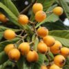 Loquat Trees Live Plant, Live Loquat Tree, Golden Loquat Plant Live, 1 to 2 Feet in Height, Loquat Tree for Planting Indoor Outdoor
– Tropical Fruit Tree