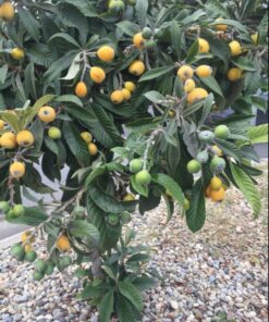 Loquat Trees Live Plant, Live Loquat Tree, Golden Loquat Plant Live, 1 to 2 Feet in Height, Loquat Tree for Planting Indoor Outdoor
– Tropical Fruit Tree