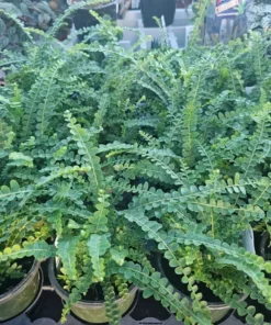 Lemon Button Fern Nephrolepis Cordifolia Duffii 4 Inch Pot | Compact Indoor Greenery