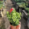 Lipstick Curly | Twisted Lipstick Plant | Aeschynanthus Rasta | 3in pot
