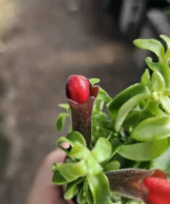 Lipstick Curly | Twisted Lipstick Plant | Aeschynanthus Rasta | 3in pot