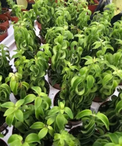 Lipstick Curly | Twisted Lipstick Plant | Aeschynanthus Rasta | 3in pot