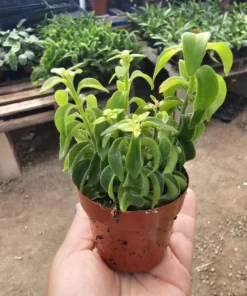 Lipstick Curly | Twisted Lipstick Plant | Aeschynanthus Rasta | 3in pot