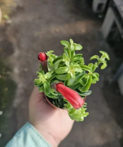 Lipstick Curly | Twisted Lipstick Plant | Aeschynanthus Rasta | 3in pot
