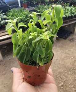 Lipstick Curly | Twisted Lipstick Plant | Aeschynanthus Rasta | 3in pot