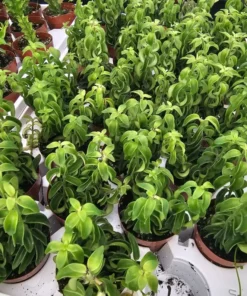 Lipstick Curly | Twisted Lipstick Plant | Aeschynanthus Rasta | 3in pot