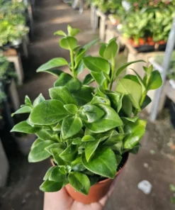 Lipstick Mona Lisa | Aeschynanthus lobbianus | 2in pot | 4in pot