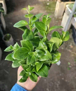 Lipstick Mona Lisa | Aeschynanthus lobbianus | 2in pot | 4in pot