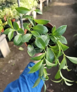 Lipstick Purple Star | Aeschynanthus radicans | 2in pot | 4in pot