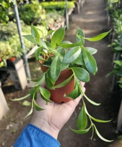 Lipstick Purple Star | Aeschynanthus radicans | 2in pot | 4in pot
