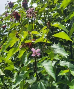 Live Achiote Pigmento Tree 10 Inches to 1 Ft - Hardy Plant for Natural Dye and Food Coloring