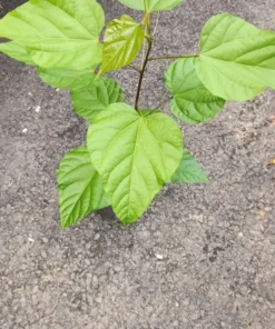 Live Achiote Pigmento Tree 10 Inches to 1 Ft - Hardy Plant for Natural Dye and Food Coloring