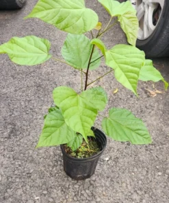 Live Achiote Pigmento Tree 10 Inches to 1 Ft - Hardy Plant for Natural Dye and Food Coloring