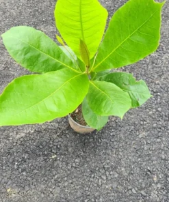 Live Almond Tree 3 Feet - Hardy Fruit Tree for Home Gardens and Orchards