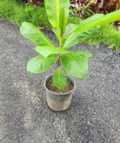 Live Almond Tree 3 Feet - Hardy Fruit Tree for Home Gardens and Orchards