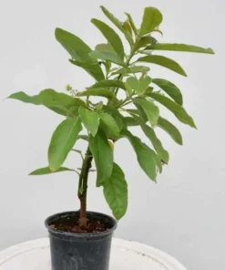 Live Almond Tree 3 Feet - Hardy Fruit Tree for Home Gardens and Orchards