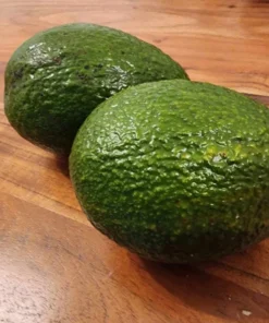 Live Almond Tree 3 Feet - Hardy Fruit Tree for Home Gardens and Orchards