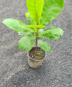 Live Almond Tree 3 Feet - Hardy Fruit Tree for Home Gardens and Orchards