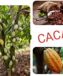 Live Cacao Tree 1 FT Theobroma cacao Chocolate Producing Plant