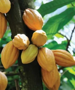 Live Cacao Tree 1 FT Theobroma cacao Chocolate Producing Plant