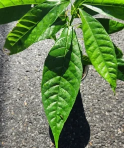 Live Cacao Tree 1 FT Theobroma cacao Chocolate Producing Plant