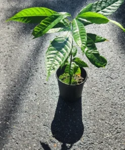 Live Cacao Tree 1 FT Theobroma cacao Chocolate Producing Plant