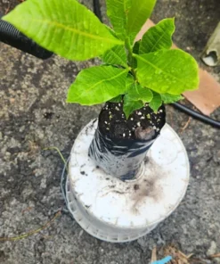 Live Cashew Tree Yellow 1 FT - Fruit and Nut Producing Tree