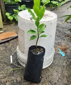 Live Cashew Tree Yellow 1 FT - Fruit and Nut Producing Tree