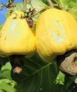 Live Cashew Tree Yellow 1 FT - Fruit and Nut Producing Tree
