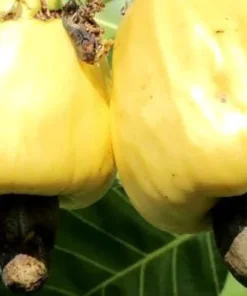 Live Cashew Tree Yellow 1 FT - Fruit and Nut Producing Tree