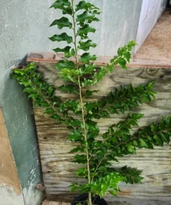 Live Ceylon Gooseberry Tree Dovyalis hebecarpa 3 FT - Easy-to-Grow Fruit Plant