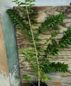 Live Ceylon Gooseberry Tree Dovyalis hebecarpa 3 FT - Easy-to-Grow Fruit Plant