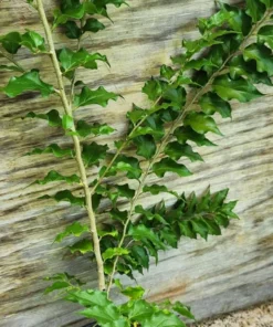 Live Ceylon Gooseberry Tree Dovyalis hebecarpa 3 FT - Easy-to-Grow Fruit Plant