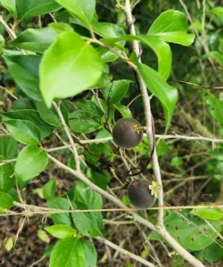 Live Ceylon Gooseberry Tree Dovyalis hebecarpa 3 FT - Easy-to-Grow Fruit Plant